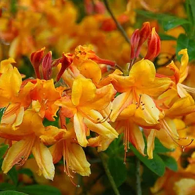 Азалия ОРАНЖ ХИТ листопадная  Азалия ОРАНЖ ХИТ листопадная в Москве