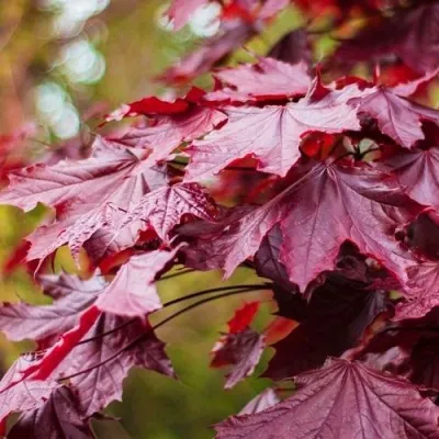 Клен РОЯЛ РЕД остролистный — описание сорта Клен РОЯЛ РЕД остролистный в Москве