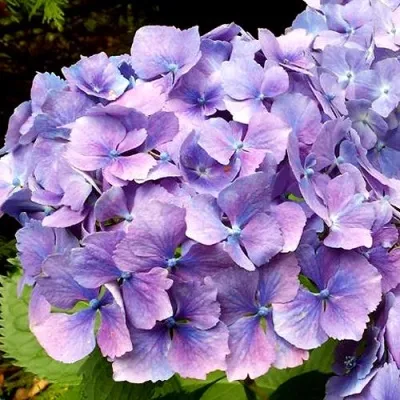 Гортензия ЙОЛА крупнолистная — описание сорта Гортензия ЙОЛА крупнолистная в Москве