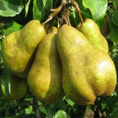 Груша СИЛЬВА — описание сорта Груша СИЛЬВА в Москве