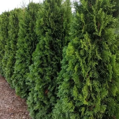 Туя ПИРАМИДАЛИС КОМПАКТА западная — описание сорта Туя ПИРАМИДАЛИС КОМПАКТА западная в Москве