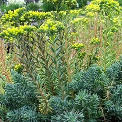 Очиток (седум) отогнутый в Москве