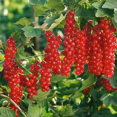 Смородина красная РУДНЕУС  Смородина красная РУДНЕУС в Москве