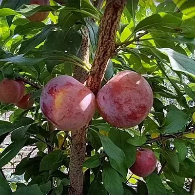 Плуот ГЕО ПРАЙД  Плуот ГЕО ПРАЙД в Москве