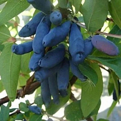 Жимолость съедобная ГОРДОСТЬ БАКЧАРА  Жимолость съедобная ГОРДОСТЬ БАКЧАРА в Москве