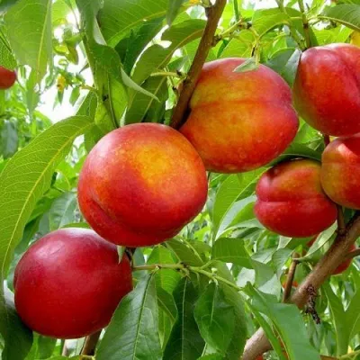 Нектарин ХАРБЛЕЙЗ — описание сорта Нектарин ХАРБЛЕЙЗ в Москве