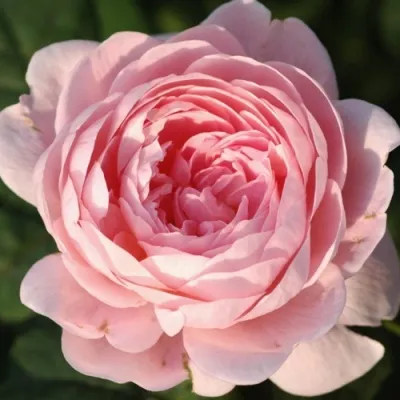 Саженцы роз КУИН ОФ СУИДЕН английская — описание сорта Саженцы роз КУИН ОФ СУИДЕН английская в Москве