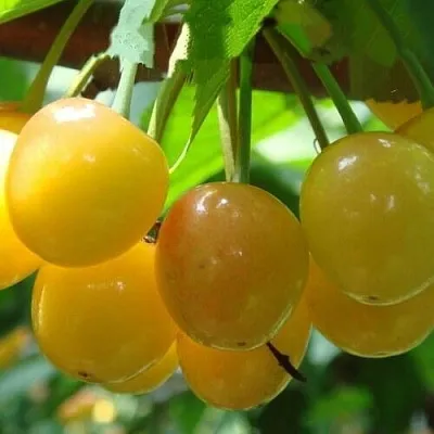 Черешня ЯНТАРНАЯ  Черешня ЯНТАРНАЯ в Москве