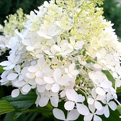 Гортензия ЭРЛИ ГАРРИ метельчатая  Гортензия ЭРЛИ ГАРРИ метельчатая в Москве