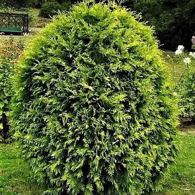 Туя ТИП ТОП западная  Туя ТИП ТОП западная в Москве