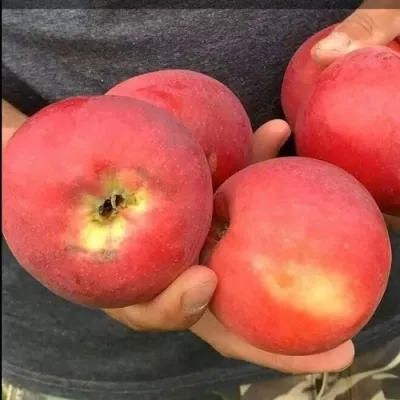 Яблоня ШТРИФЕЛЬ КРАСНЫЙ — описание сорта Яблоня ШТРИФЕЛЬ КРАСНЫЙ в Москве