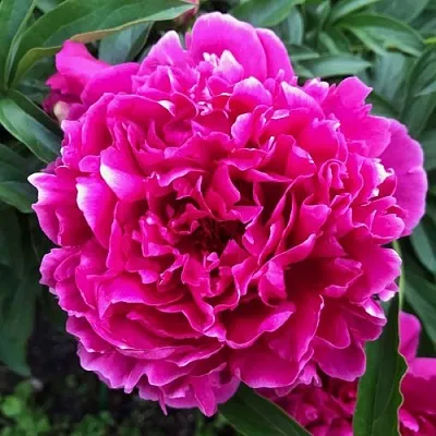 Пион КАРЛ РОЗЕНФЕЛЬД травянистый  Пион КАРЛ РОЗЕНФЕЛЬД травянистый в Москве