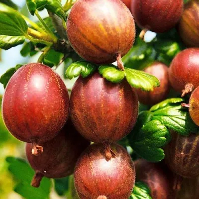 Крыжовник ШЕРШНЕВСКИЙ — описание сорта Крыжовник ШЕРШНЕВСКИЙ в Москве