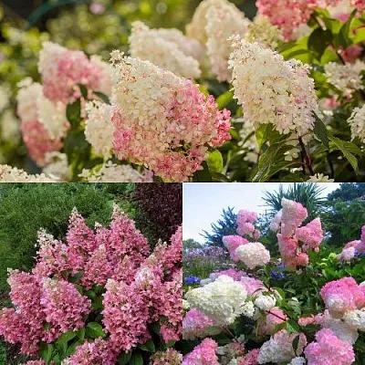 Комплект ЯГОДНОЕ МОРОЖЕНОЕ  Комплект ЯГОДНОЕ МОРОЖЕНОЕ в Москве