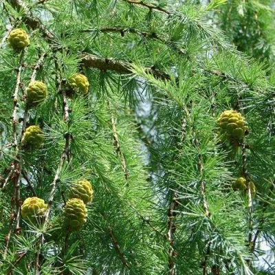 Лиственница КЕМПФЕРА — описание сорта Лиственница КЕМПФЕРА в Москве