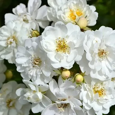 Саженцы роз ГИРЛЯНДА ДЕ АМУР мускусная  Саженцы роз ГИРЛЯНДА ДЕ АМУР мускусная в Москве