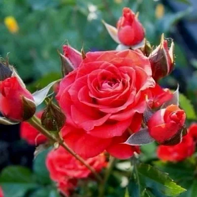 Саженцы роз МИДЖЕТ спрей  Саженцы роз МИДЖЕТ спрей в Москве