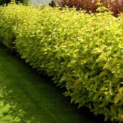 Комплект ДАРТС ГОЛД — описание сорта Комплект ДАРТС ГОЛД в Москве