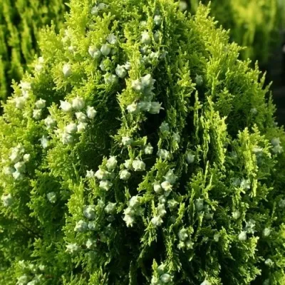 Туя восточная — описание сорта Туя восточная в Москве