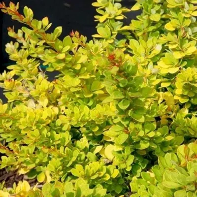 Барбарис СЕНСЕЙШЕН тунберга — описание сорта Барбарис СЕНСЕЙШЕН тунберга в Москве