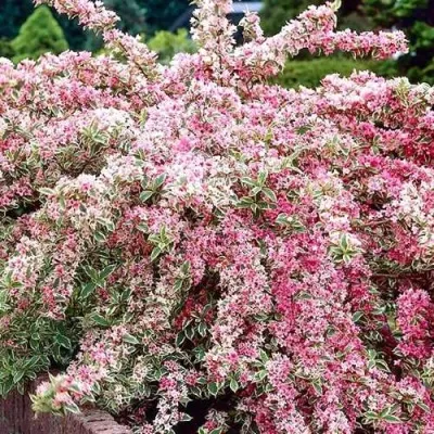 Вейгела САННИ ПРИНЦЕСС — описание сорта Вейгела САННИ ПРИНЦЕСС в Москве