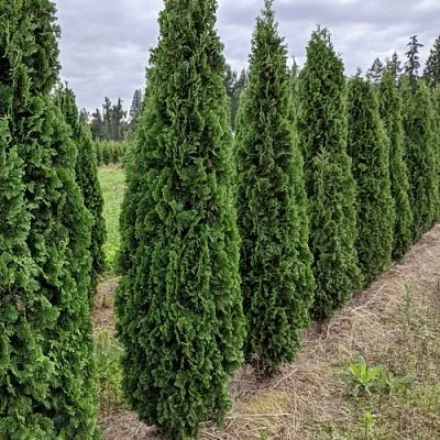 Туя ДЕГРУТ СПАЙР западная  Туя ДЕГРУТ СПАЙР западная в Москве
