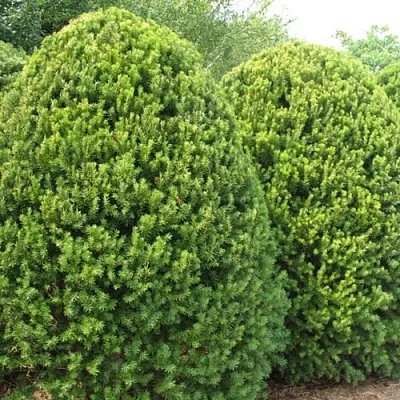 Тис  Тис в Москве