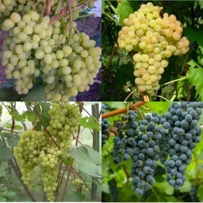 Комплект ВИНОГРАДНАЯ РАДУГА — описание сорта Комплект ВИНОГРАДНАЯ РАДУГА в Москве