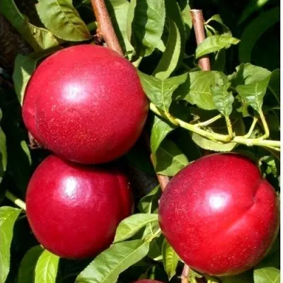 Нектарин ХАРКО — описание сорта Нектарин ХАРКО в Москве