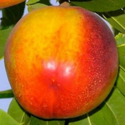 Нектарин ХАРБЛЕЙЗ — описание сорта Нектарин ХАРБЛЕЙЗ в Москве