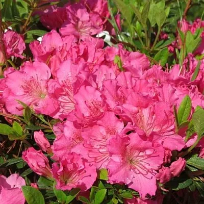 Азалия КИРСТИН японская  Азалия КИРСТИН японская в Москве