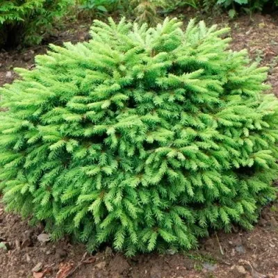 Ель НИДИФОРМИС обыкновенная — описание сорта Ель НИДИФОРМИС обыкновенная в Москве