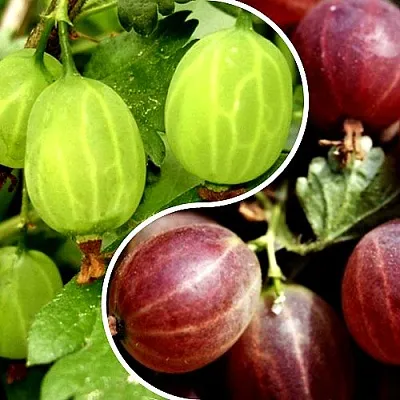 Комплект СКАЗКА  Комплект СКАЗКА в Москве