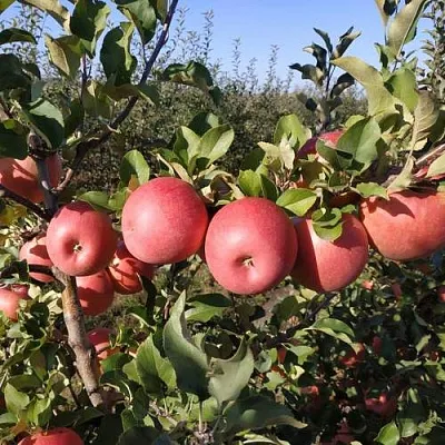 Яблоня ЧЕМПИОН РЕНО  Яблоня ЧЕМПИОН РЕНО в Москве