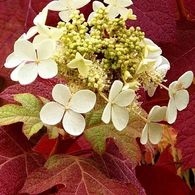 Гортензия БУРГУНДИ дуболистная  Гортензия БУРГУНДИ дуболистная в Москве