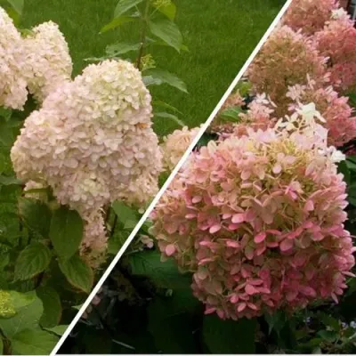 Комплект НЕЖНЫЕ ЧУВСТВА в Москве