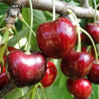 Черешня САШЕНЬКА в Москве