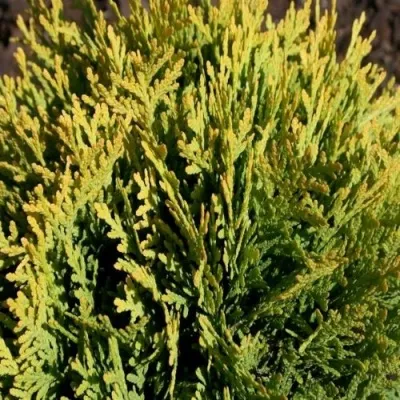 Туя ДАВИД западная — описание сорта Туя ДАВИД западная в Москве