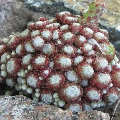 Молодило ГНАФАЛИУМ в Москве