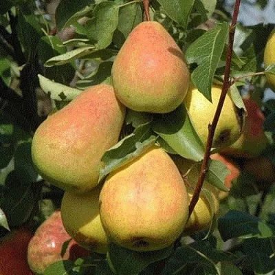 Груша СЕВЕРЯНКА в Москве