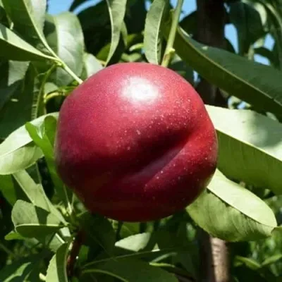 Нектарин БИГ-ТОП в Москве