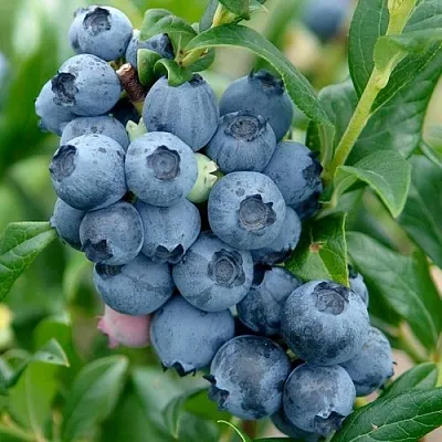 Голубика ХАРДИБЛЮ  Голубика ХАРДИБЛЮ в Москве