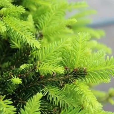 Ель НИДИФОРМИС обыкновенная — описание сорта Ель НИДИФОРМИС обыкновенная в Москве