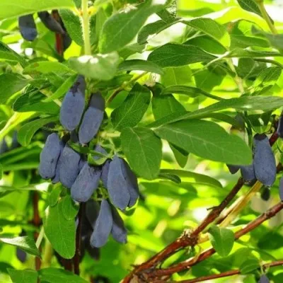 Жимолость съедобная ЛЕБЁДУШКА — описание сорта Жимолость съедобная ЛЕБЁДУШКА в Москве