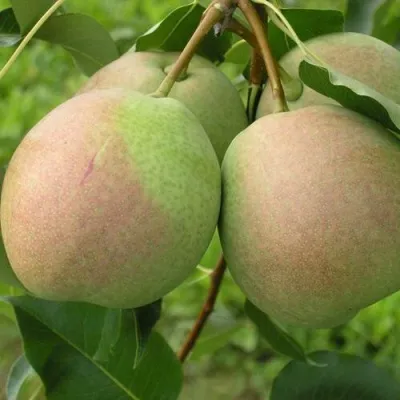 Груша ДЕСЕРТНАЯ РОССОШАНСКАЯ — описание сорта Груша ДЕСЕРТНАЯ РОССОШАНСКАЯ в Москве