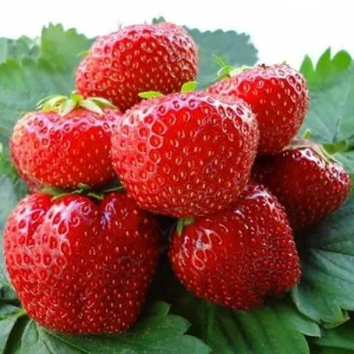 Клубника ВИМА ЗАНТА — описание сорта Клубника ВИМА ЗАНТА в Москве