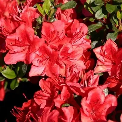 Азалия ФРИДОЛАЙН японская  Азалия ФРИДОЛАЙН японская в Москве