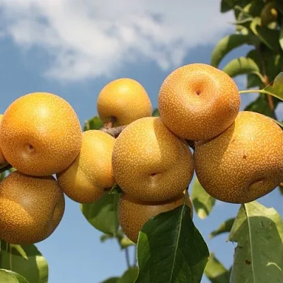 Груша азиатская Груша азиатская в Москве