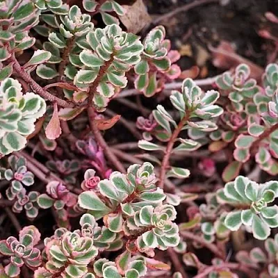 Очиток (седум) ТРИКОЛОР ложный в Москве