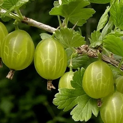 Крыжовник УРАЛЬСКИЙ БЕСШИПНЫЙ  Крыжовник УРАЛЬСКИЙ БЕСШИПНЫЙ в Москве